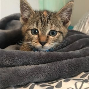 Meet your Posher, Morgan